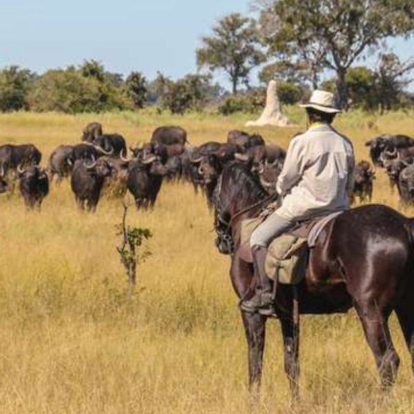 Horse Riding In himachal hills